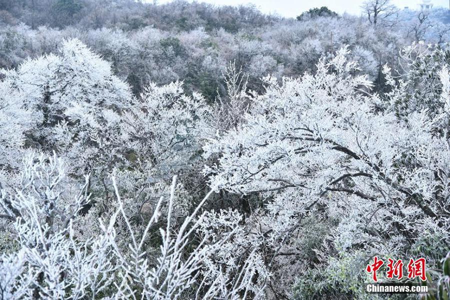 张家界天门山迎今冬首场雾凇 玉树琼枝晶莹剔透(2) 第2页