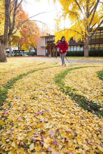 美国加州大学突发奇想 用落叶给学生解压(11) 第11页