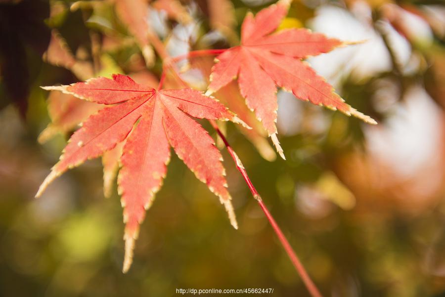 霜叶红于二月花  满城尽带黄金甲 第1页