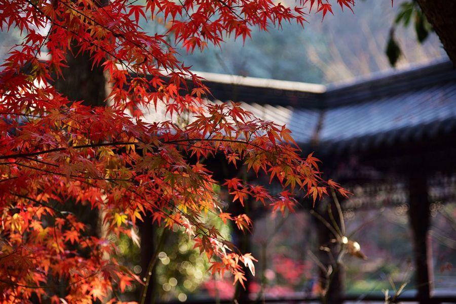 深秋栖霞寺(10) 第10页