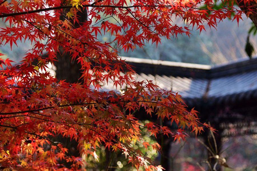 深秋栖霞寺(11) 第11页