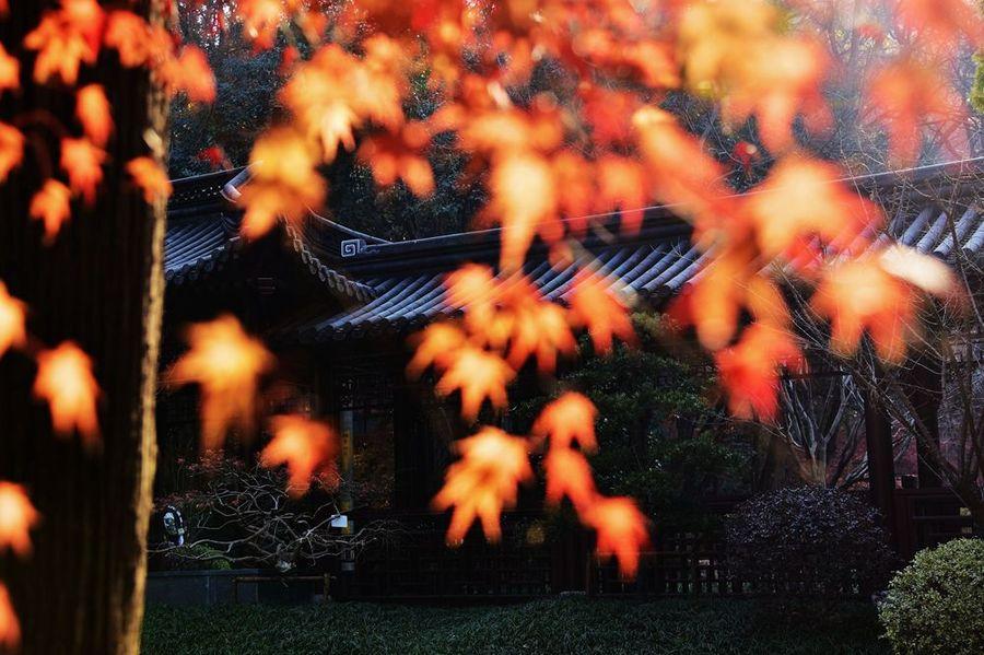 深秋栖霞寺(12) 第12页