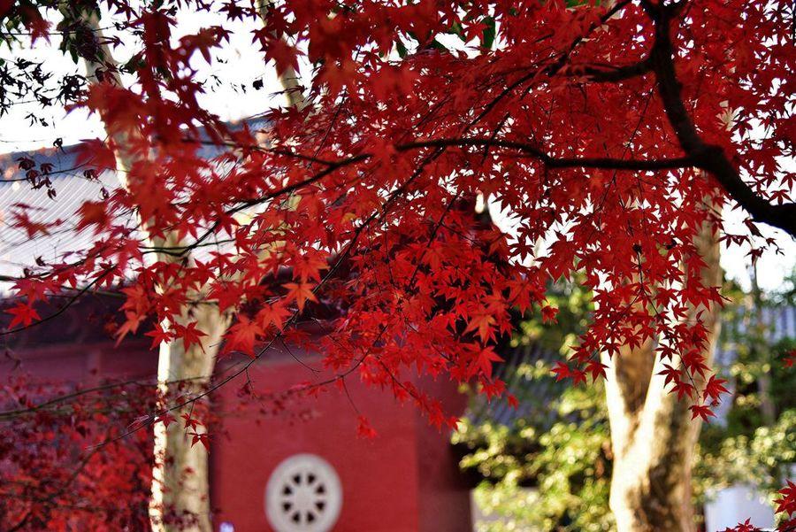 深秋栖霞寺(2) 第2页