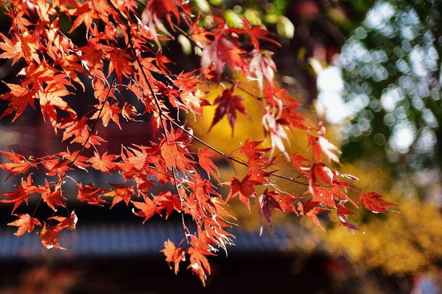 深秋栖霞寺(22) 第22页