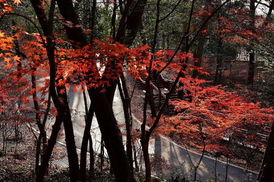 深秋栖霞寺(4) 第4页