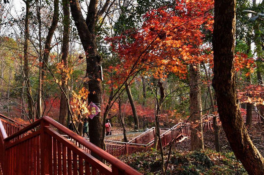 深秋栖霞寺(5) 第5页