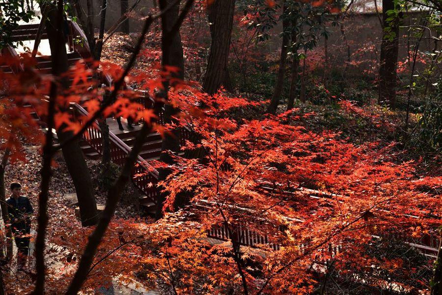 深秋栖霞寺(6) 第6页