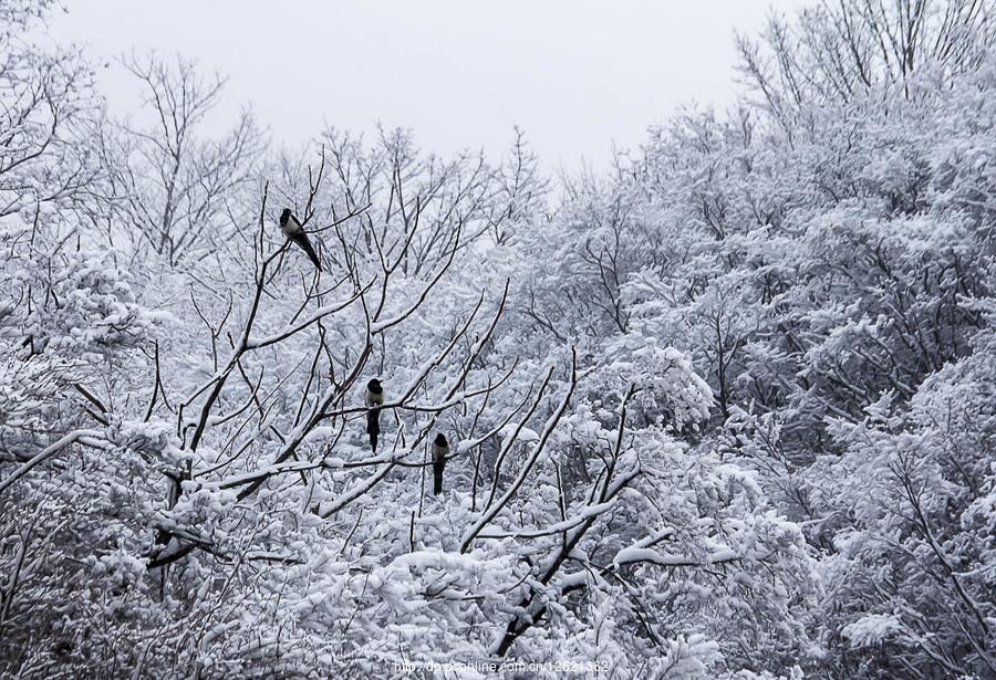 太行山上的雪(6) 第6页