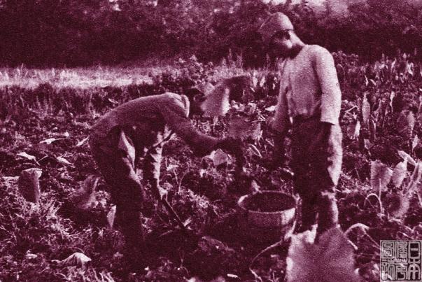 日军挖掘、啃食中国农户之作物 第1页