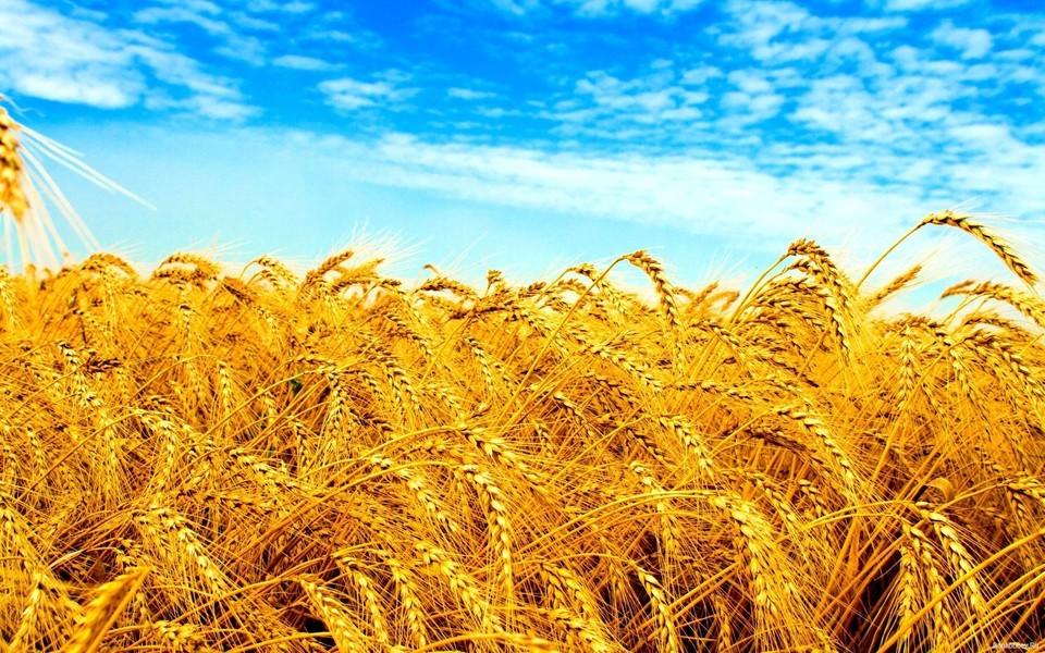 摄影秋天田野收麦子唯美背景图片壁纸