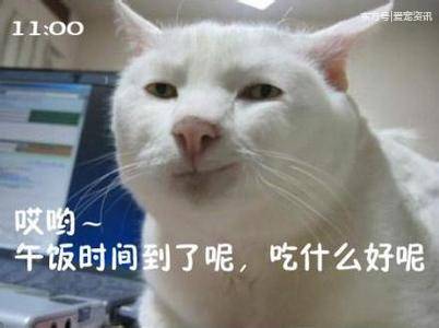 论个性，除了哈士奇，我就服这些猫，网友：怎么可能(10) 第10页