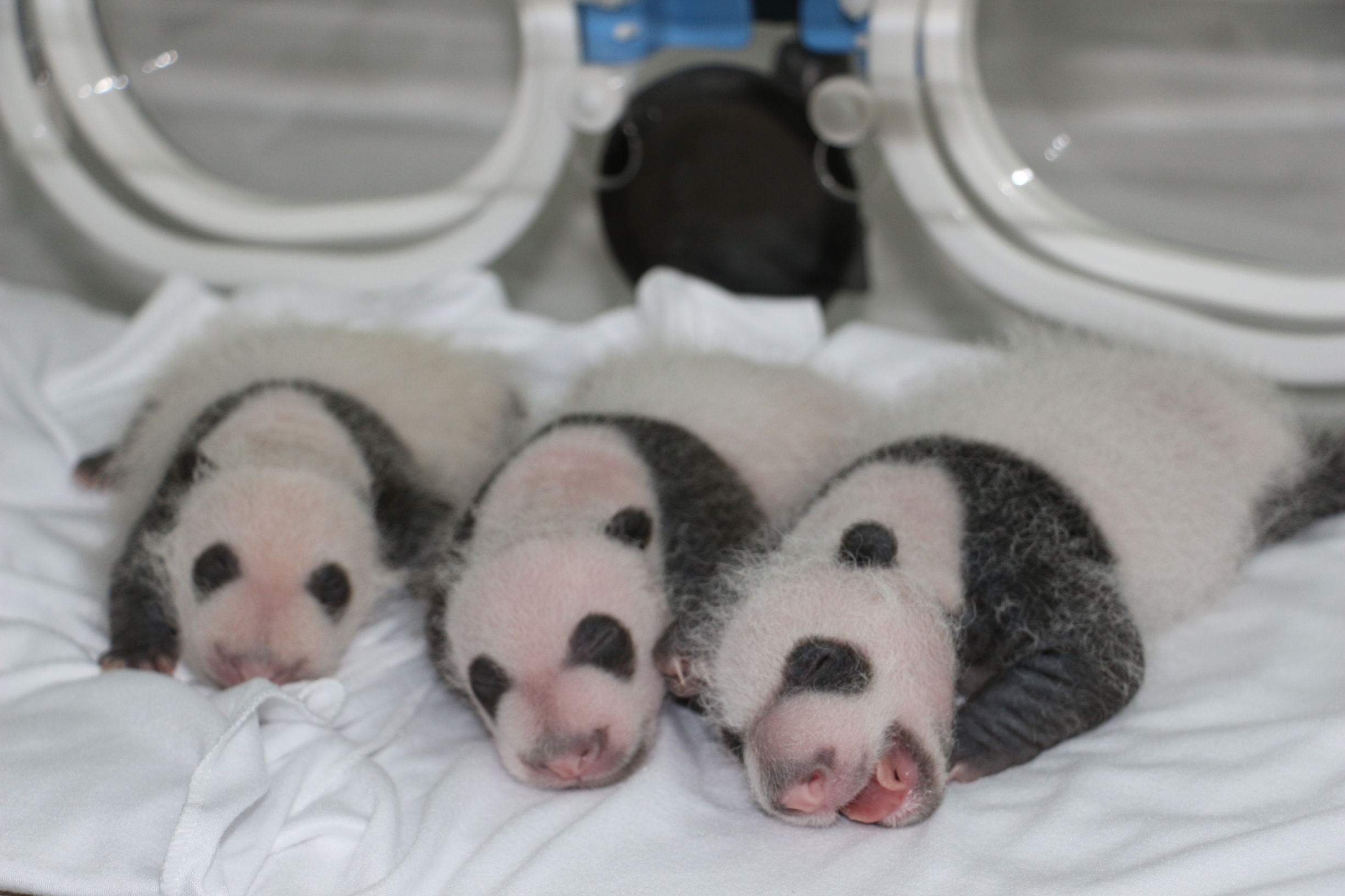 大熊猫宝宝30天演变"小老鼠"变成国宝