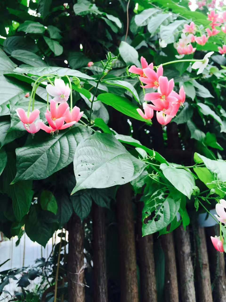 大雨过后，动植物纷纷亮出缤纷的生命力 第1页