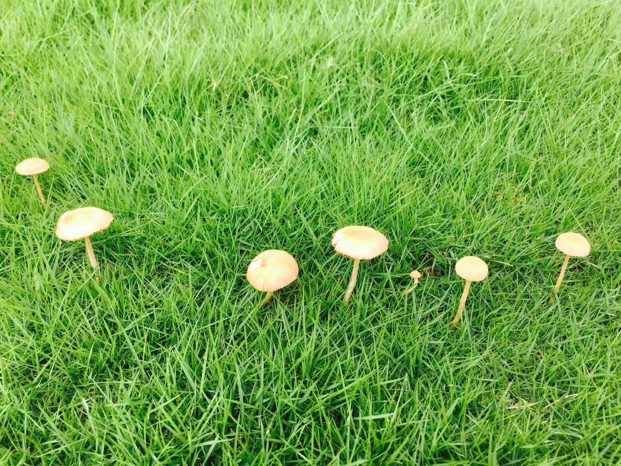 大雨过后，动植物纷纷亮出缤纷的生命力(7) 第7页