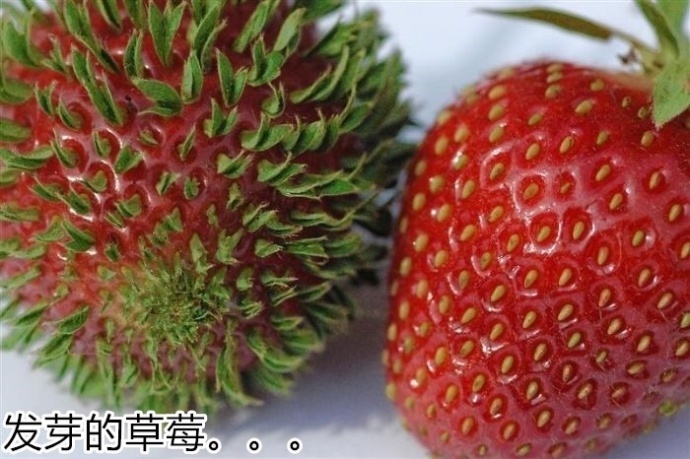 外国网友晒出的珍藏版水果蔬菜照片，你们来感受一下(2) 第2页