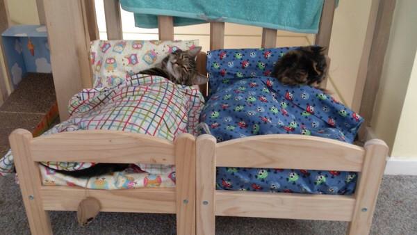 来看看这些喜欢睡小床的猫咪们~ 第1页