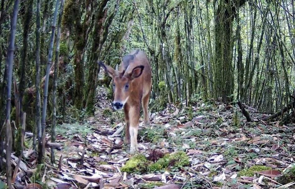 中国5种珍稀至极的生物，第3种十有八九会灭绝(4) 第4页