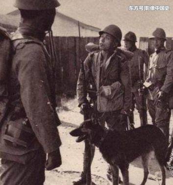 军犬中的“特种部队”，K-9军犬巡逻警戒搜索战斗样样都行 第1页